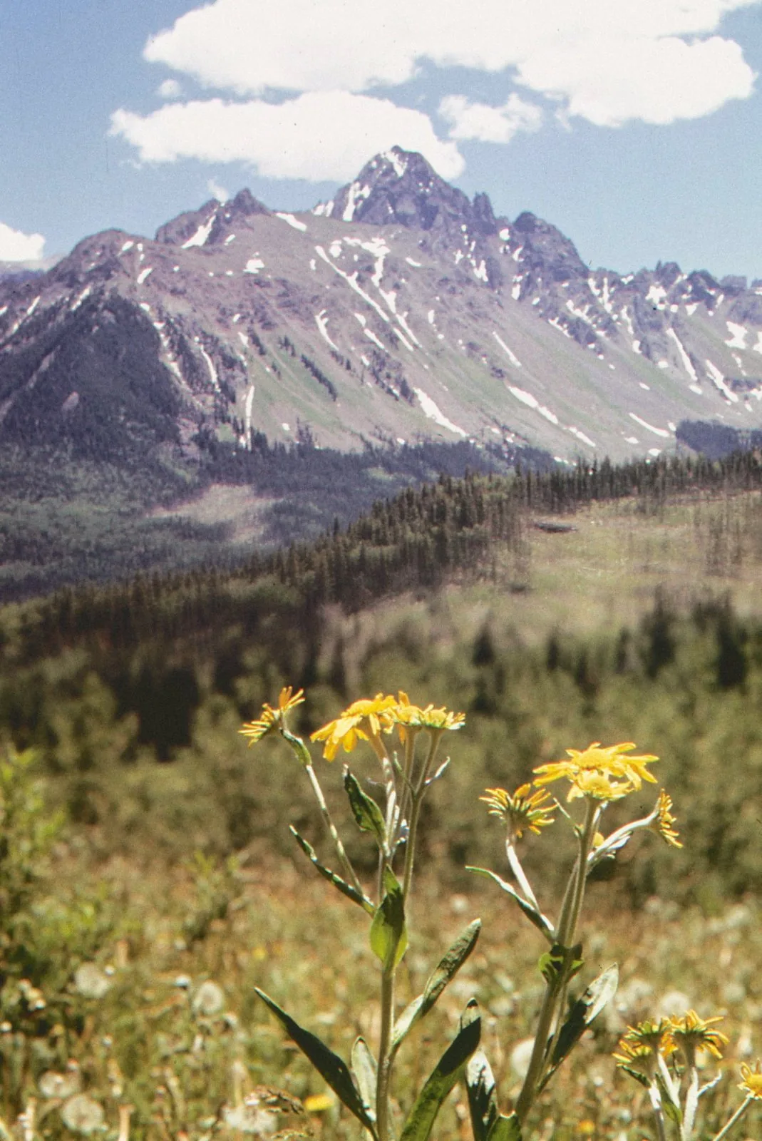 Photograph: yellow wildflowers in an alpine meadow below a snowy peak