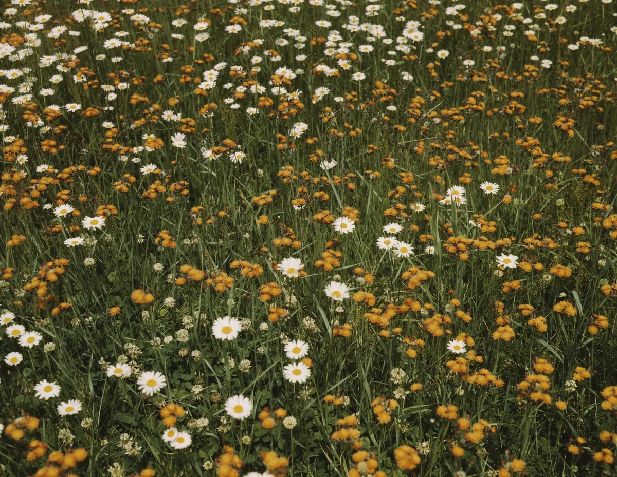 Photograph: a meadow of white daisies and orange hawkweed