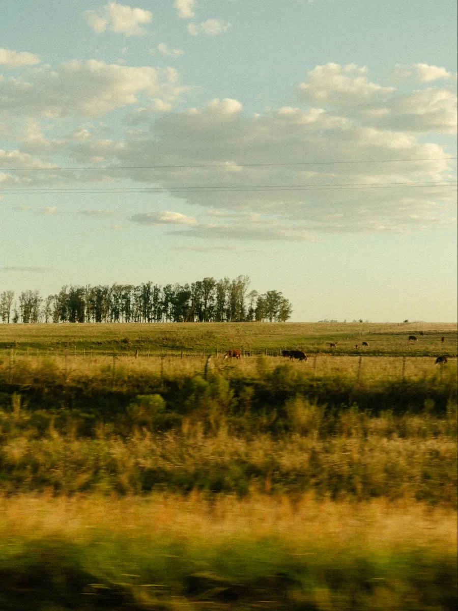 Photograph: cattle grazing in a pasture under a wide sky of cloud, a line of trees beyond