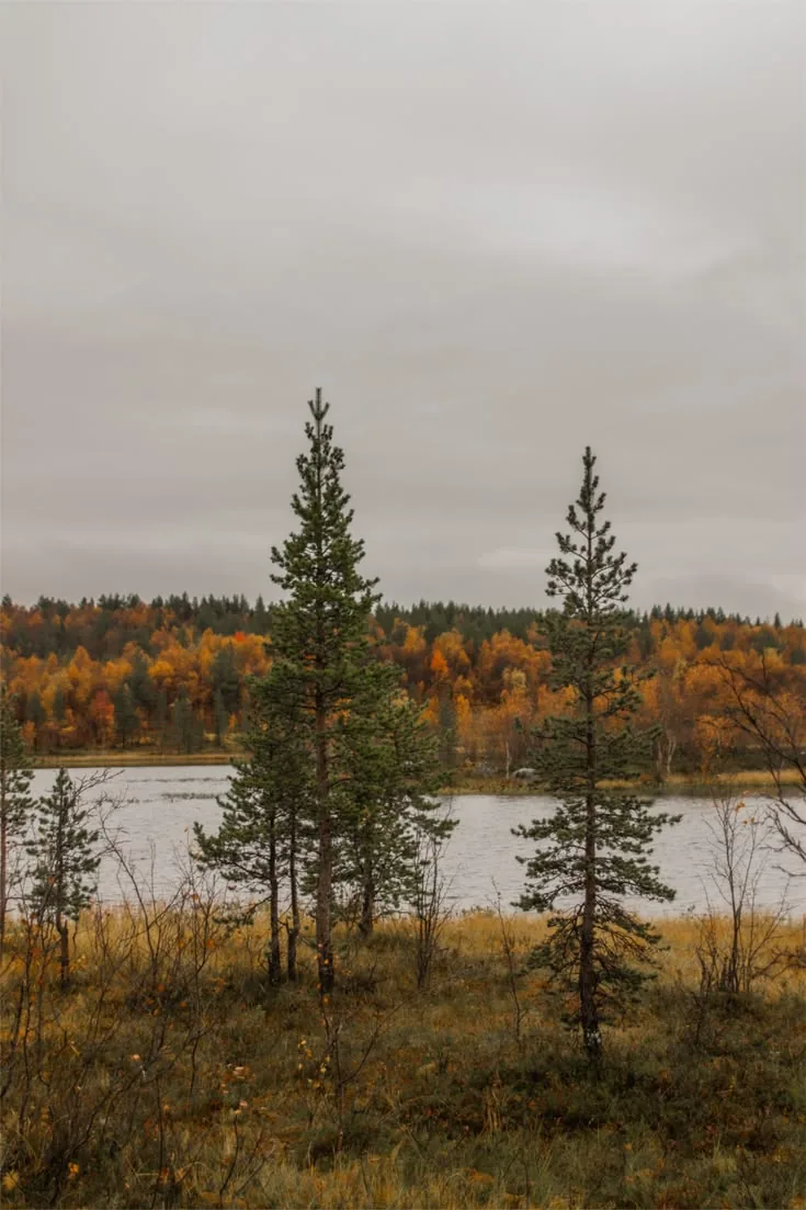 Photograph: two pines side by side by a lake, autumn trees beyond